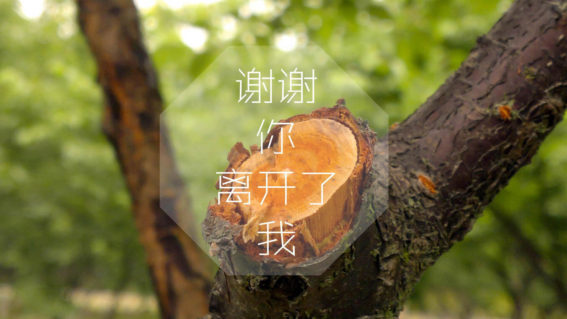 城市足球特色街区建设热潮带动城市文化繁荣，足球城是什么城市