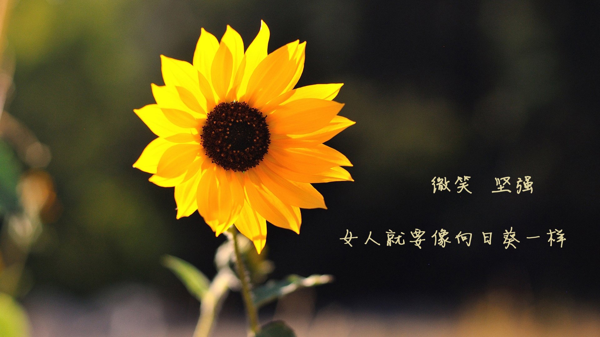 球队在连续客场作战中展现韧性战绩稳定赢得外界赞誉，球队连胜